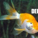 Derp goldfish