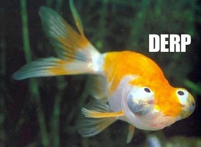 Derp goldfish | Funlexia – Funny Pictures