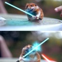 Funny Pictures – Jedi Hamster