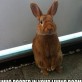Funny Rabbit – No idea…