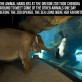 Just an elephant visiting a sea lion