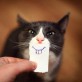 Smiley Cat