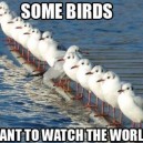 Some birds