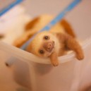 The cutest baby sloth that ever existed