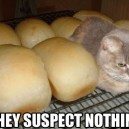 Undercover Kitten