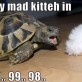 Very mad kitteh