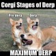 Corgi Stages of Derp