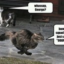 Funny Cats