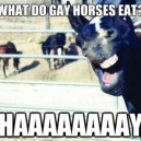 Gay Horses