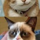 Grumpy cat vs. Happy cat