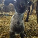 Here is a smiling lamb