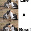 Like a boss