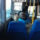 Saw a goat on a bus today