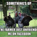 Suspicious turkeys
