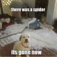There was a spider…