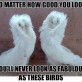 These birds are fabulous