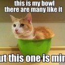 What is it with cats and bowls?