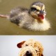 Worlds happiest animals