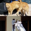 15 perfectly timed cat photos