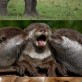 Animal kingdom kisses