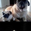 Animals with stuffed animals of themselves