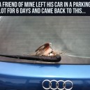 Brave bird