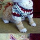 Cat in a sweater