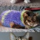 Cats with sweaters
