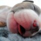 Cute Baby Pitbull Sleeping