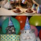 Funnest animal parties ever