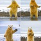 Funny polar bear dancing