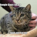 Google Glass For Cats