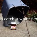 How To Catch A White Person
