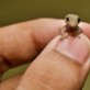 Just a tiny lizard being tiny