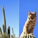 Lord of the Cacti