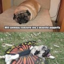 The transformation of a pug