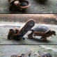 Turtles on skateboards
