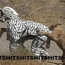 Why dressing up as a Zebra is a bad idea