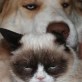 Grumpy cat and grumpy dog