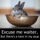 Hare in my soup