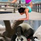 Panda Can’t Do Yoga