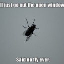 Retarded fly