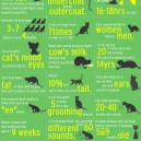 Strange facts about cats