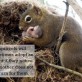 The kindness of squirrels