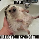 Your Sponge