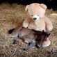 Baby Horse Sleeps With Teddy Bear