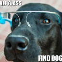 Dog Using Google Glass