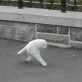 Google Streetview Makes A Creepy Half Cat