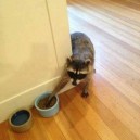 Sneaky Raccoon Steals Cat Food