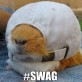 Swaggity Guineapig